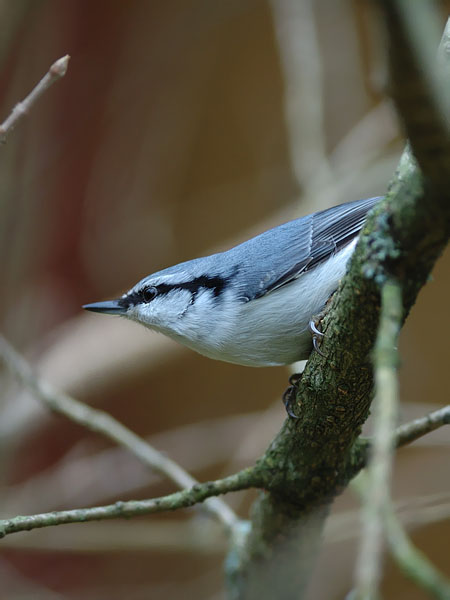 Pähkinänakkeli, Eurasian Nuthatch, Sitta europaea